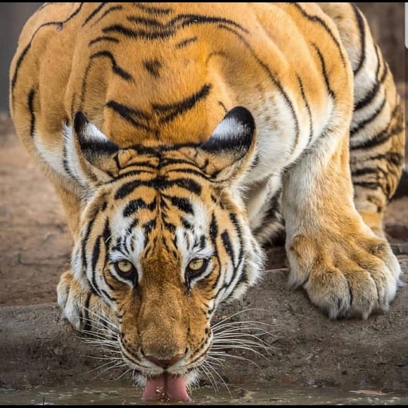 Meet your Posher, David - Picture 1 of 1